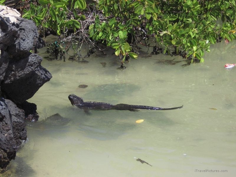 marine iguana swimming